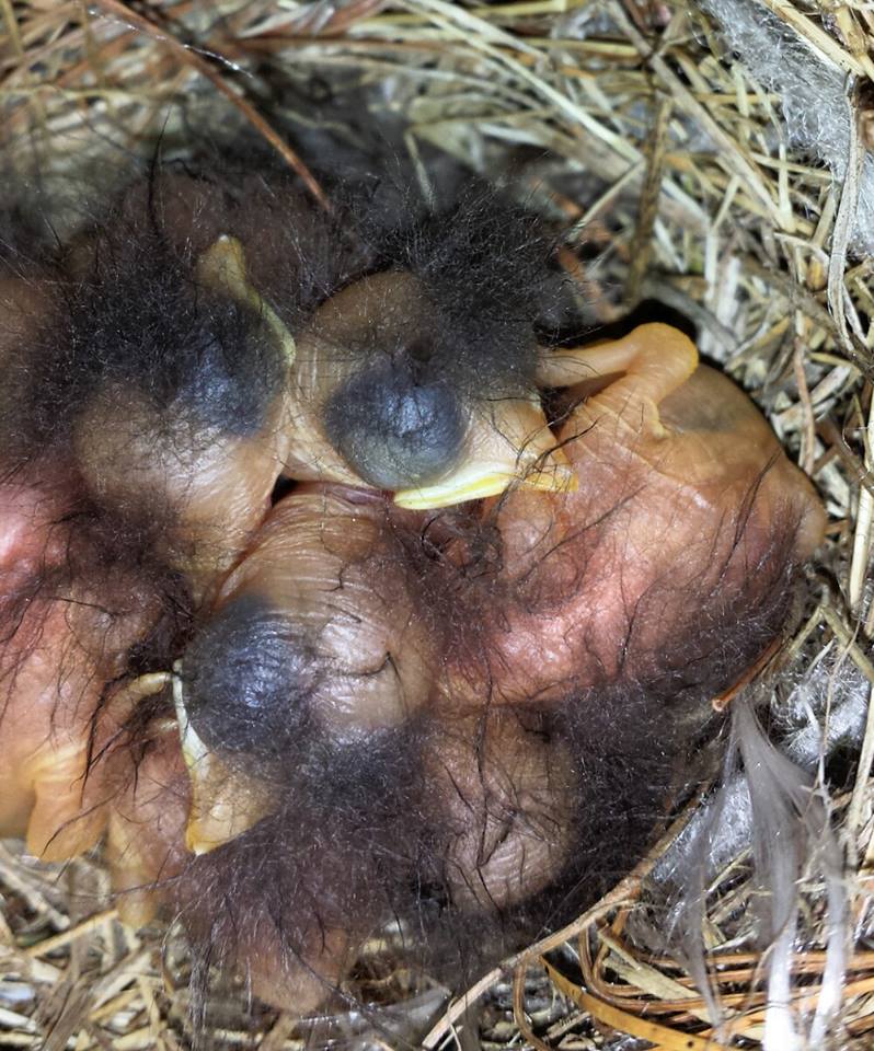 baby bluebirds