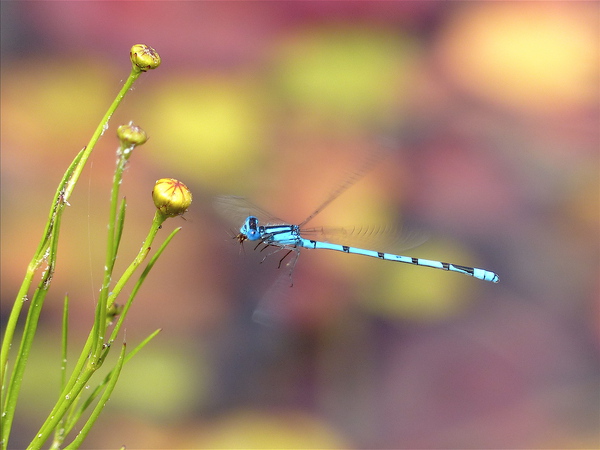 damselfly in MSSF