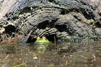frog in a log