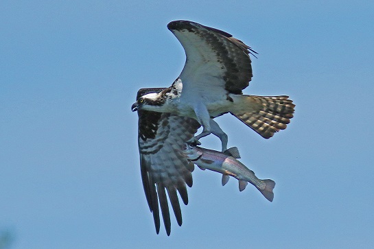 osprey