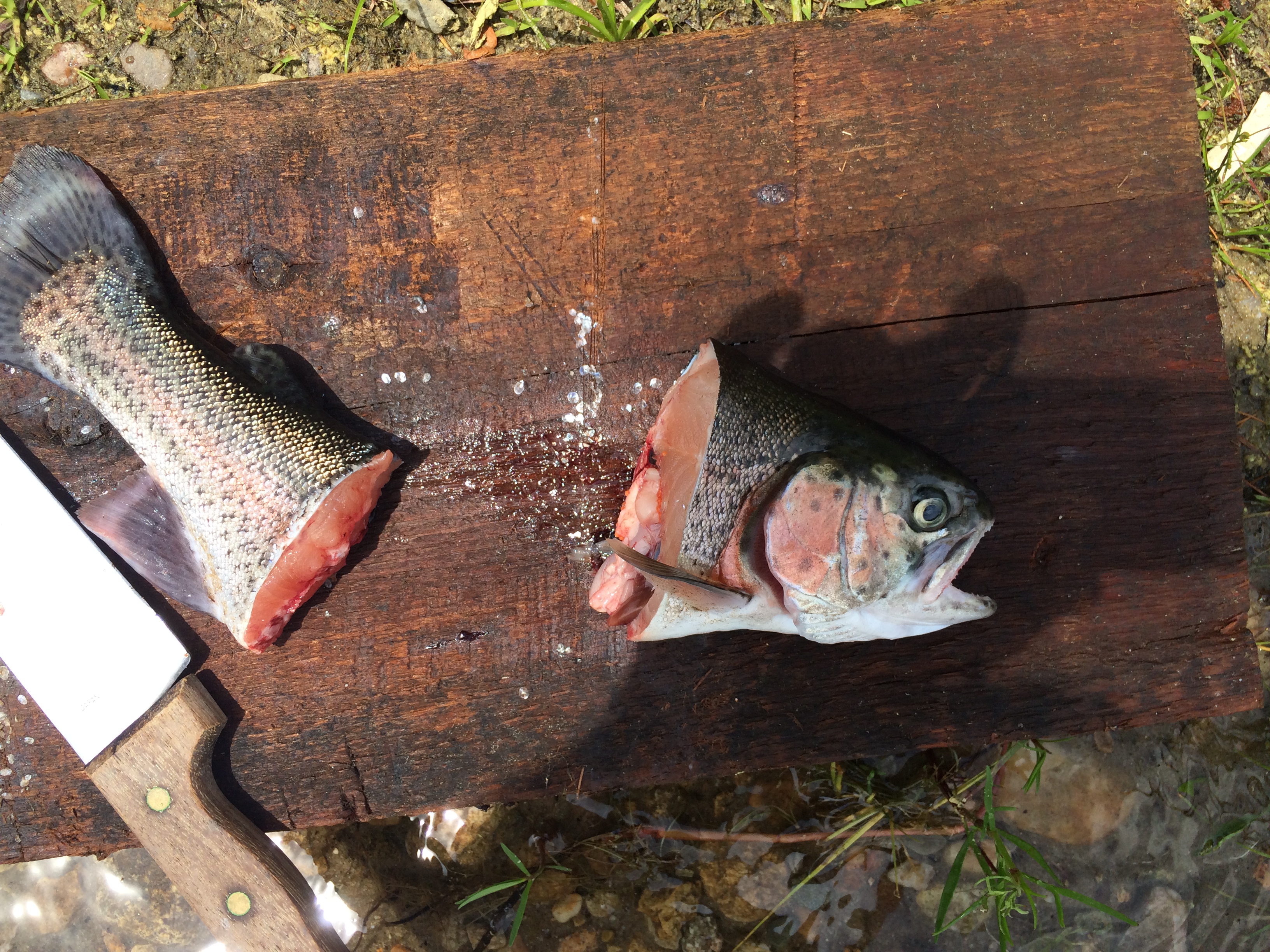 Rainbow trout from Fearing Pond in Myles Standish State Forest