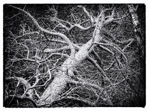 gnarled tree limb photo