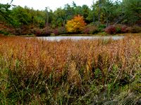 Fall scene from Camp Squanto in Myles Standish State Forest