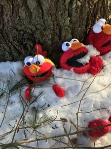 tree with multiple Elmo dolls attached