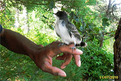 Myles Standish Bird on hand2