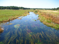 myles standish bog