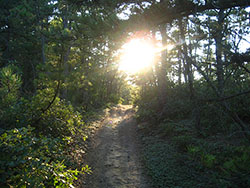 myles standish forest