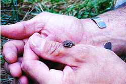 Myles Standish frog on hand