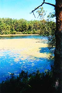 Myles Standish Pond