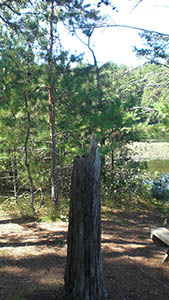 Myles Standish Tree Stump