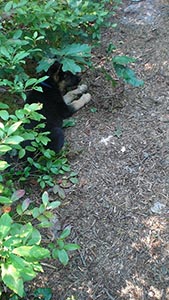 Myles Standish Dog lying in shrub