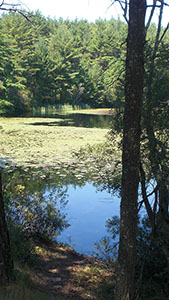 Myles Standish View of Pond