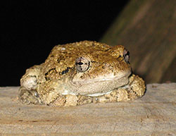 myles standish toad